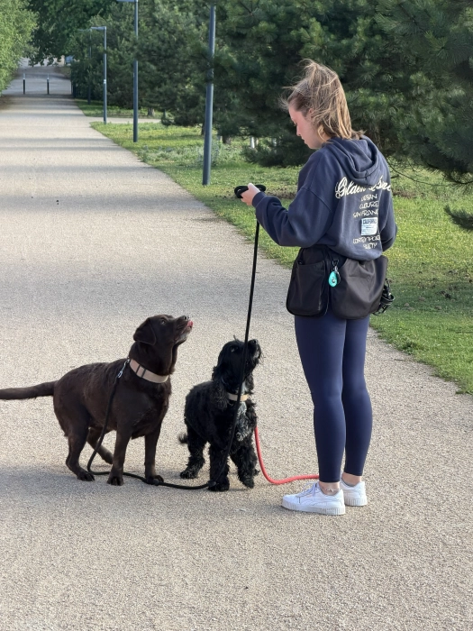 Balades canines à Versailles