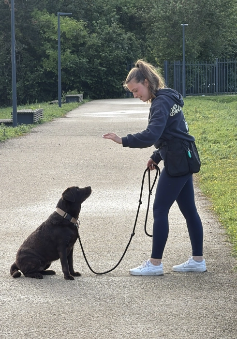 Education canine à Versailles