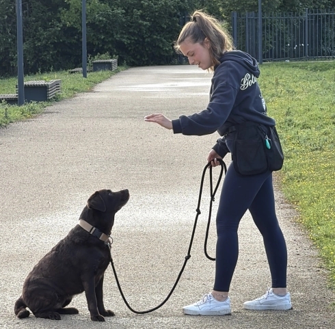 Educateur comportementaliste canin spécialisé dans les chiens agressifs ou destructeurs à Versailles